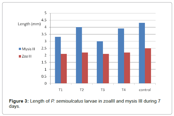 marine-science-research-Length-P-semisulcatus-larvae