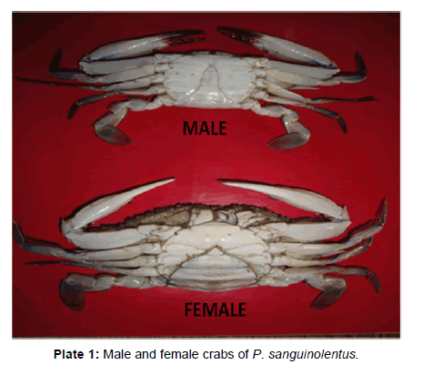 marine-science-research-Male-female-crabs