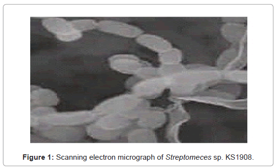 marine-science-research-Scanning-electron-micrograph