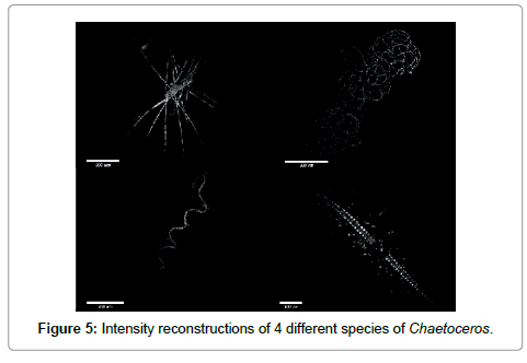 marine-science-research-development-Chaetoceros