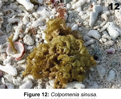 marine-science-research-development-Colpomenia