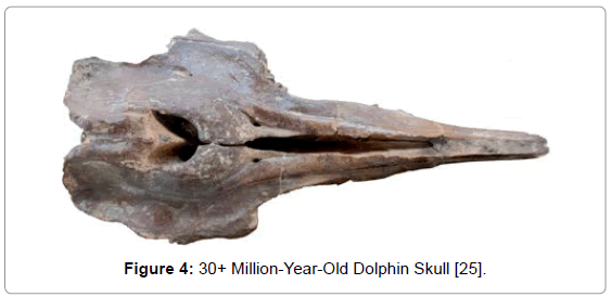 marine-science-research-development-Dolphin-Skull