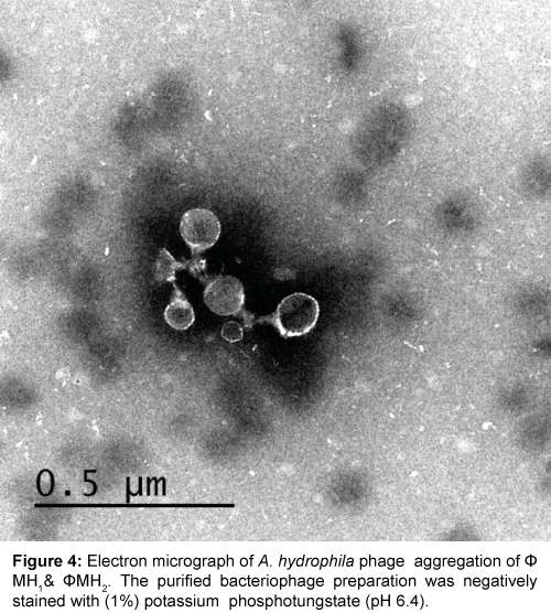 marine-science-research-development-Electron-micrograph