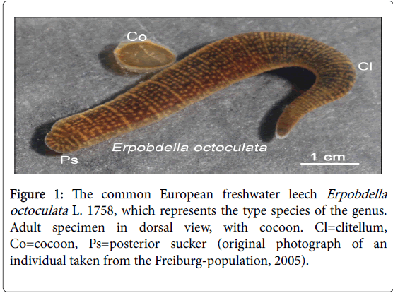 marine-science-research-development-Freiburg-population