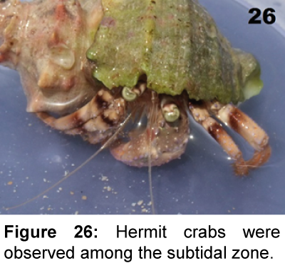 marine-science-research-development-Hermit-crabs