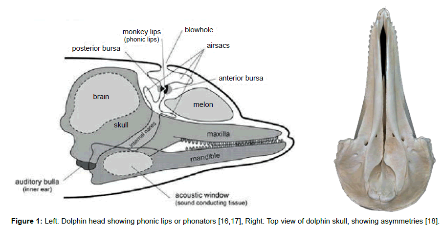 marine-science-research-development-Left-Dolphin-head