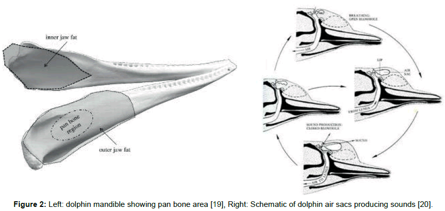 marine-science-research-development-Left-dolphin-mandible