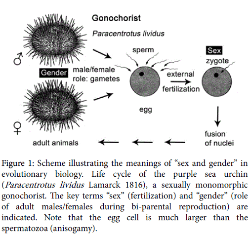 marine-science-research-development-Life-cycle-purple-sea-urchin