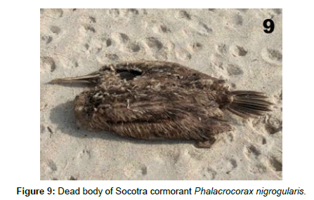marine-science-research-development-Phalacrocorax