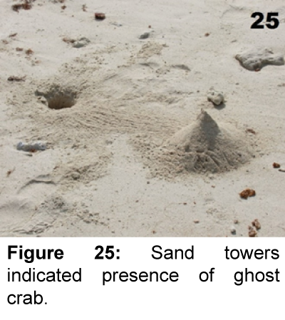 marine-science-research-development-Sand-towers