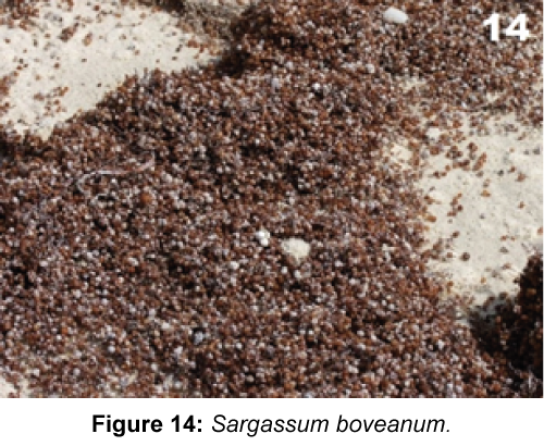 marine-science-research-development-Sargassum