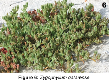 marine-science-research-development-Zygophyllum
