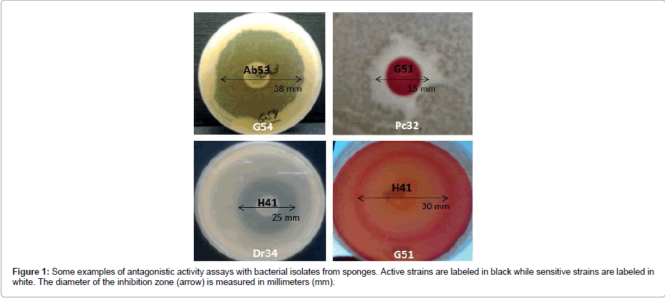 marine-science-research-development-activity-assays