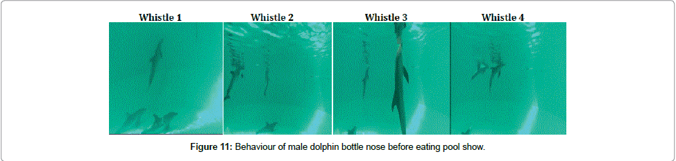 marine-science-research-development-male-dolphin