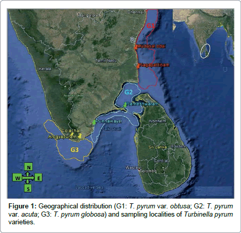 marine-science-research-development-pyrum-globosa