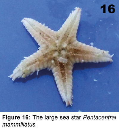 marine-science-research-development-sea-star