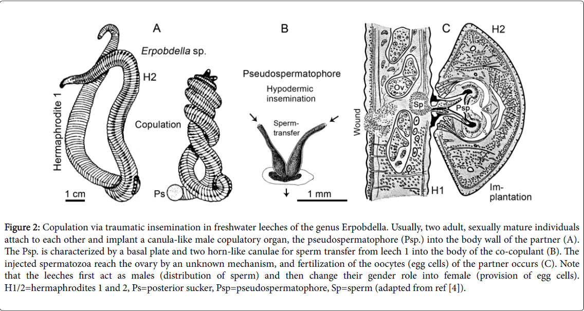 marine-science-research-development-traumatic-insemination