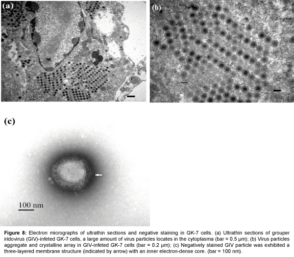 marine-science-research-development-ultrathin-sections