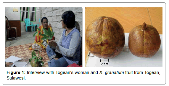 marine-science-research-granatum-fruit