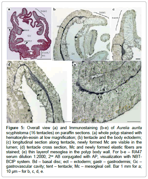 marine-science-research-paraffin-sections