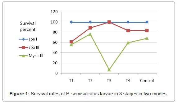 marine-science-research-semisulcatus-larvae