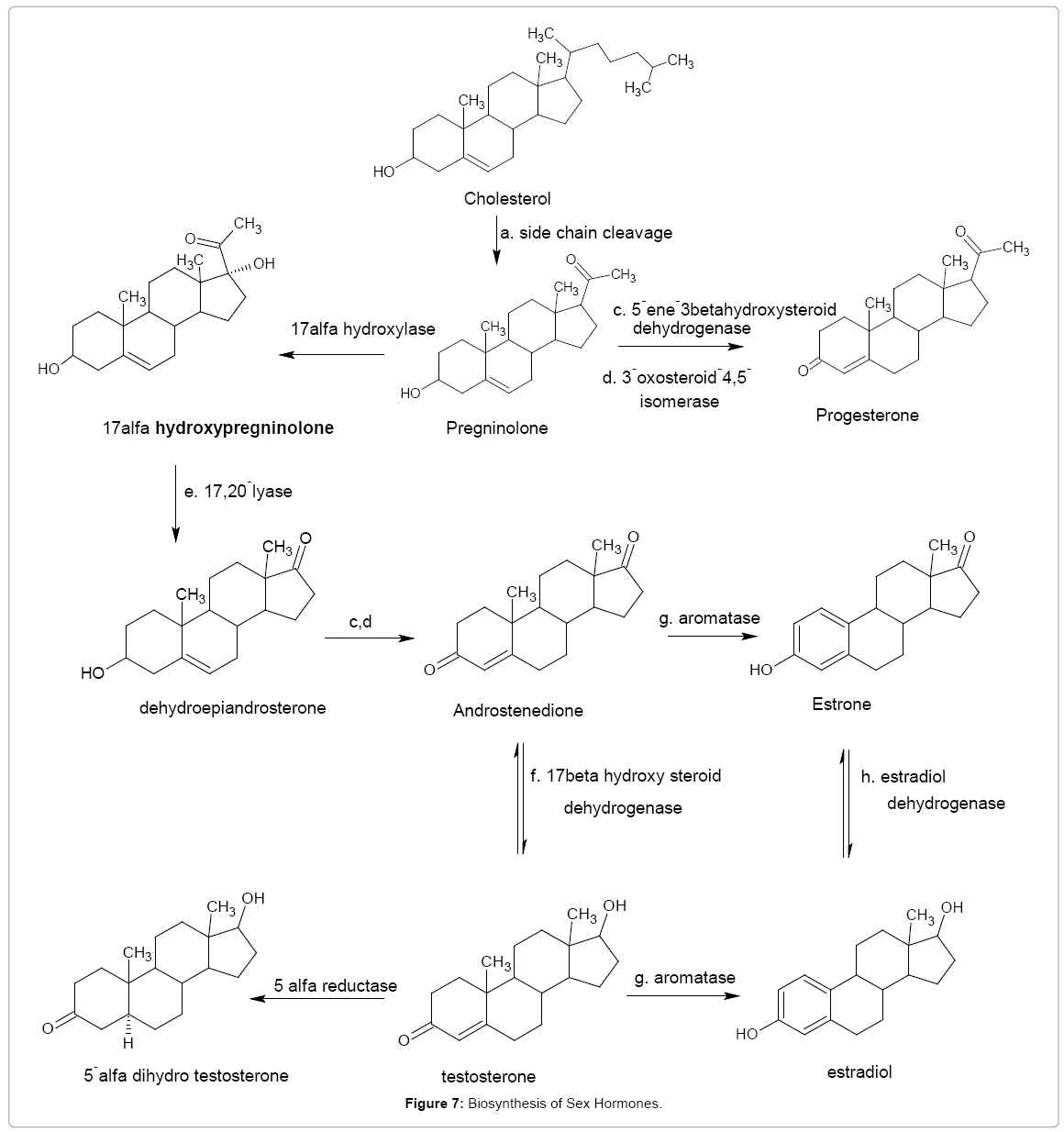Medicinal Chemistry Biosynthesis Sex Hormones 