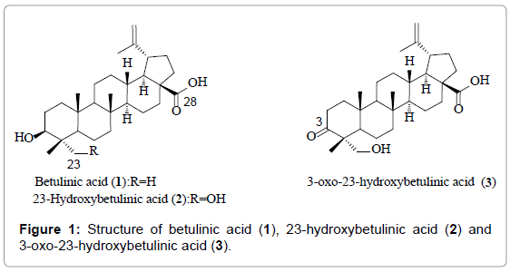 Medicinal-chemistry-Structure-betulinic-hydroxybetulinic