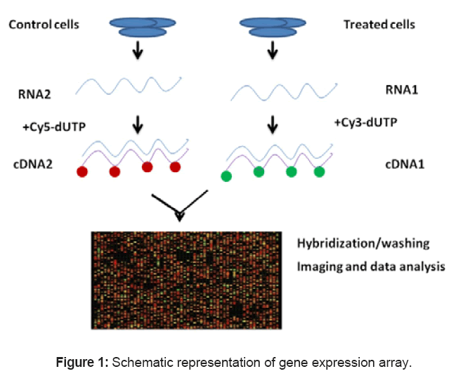 Challenges Of Microarray Applications For Microbial