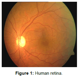 molecular-imaging-dynamics-Human-retina