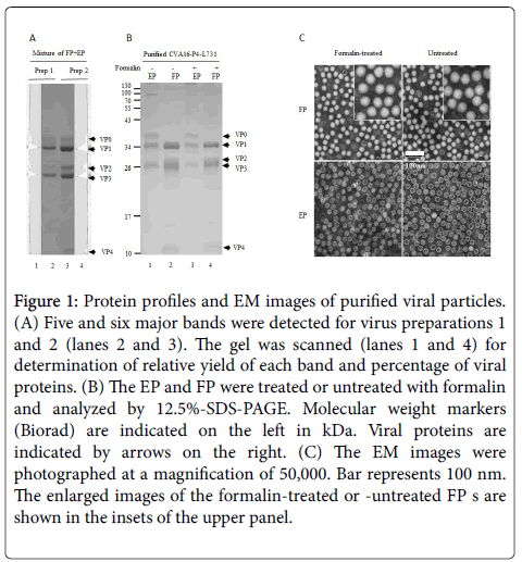 molecular-immunology-Protein-weight