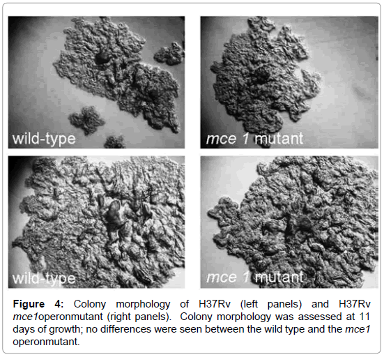 Mycobacterium Tuberculosis Colony Morphology