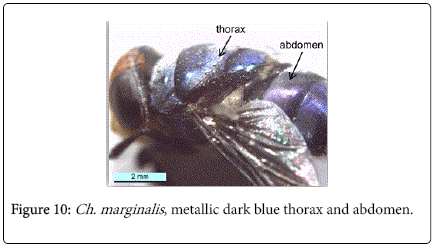 nursing-forensic-studies-metallic-dark-blue-thorax