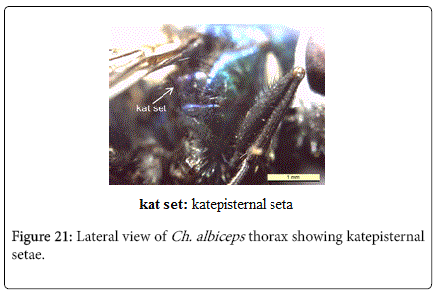 nursing-forensic-studies-thorax-showing-katepisternal