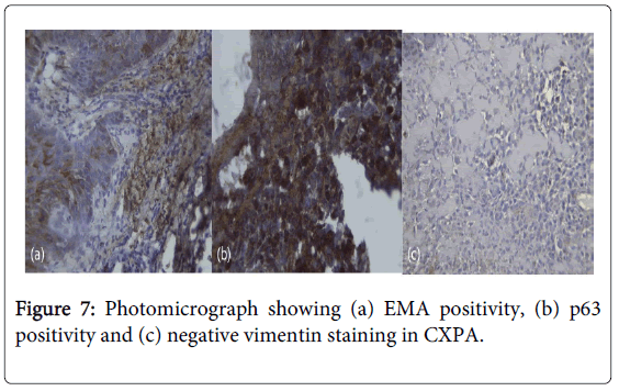 oral-hygiene-health-photomicrograph-staining