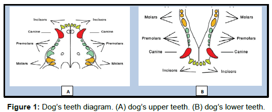 oral-hygiene-health-teeth-diagram-upper