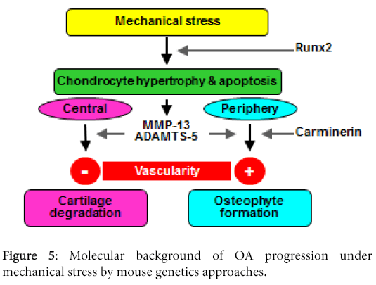 osteoarthritis-Molecular-background-OA-progression