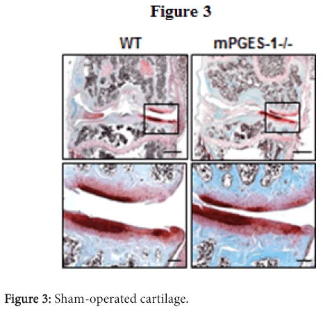 osteoarthritis-Sham-operated-cartilage