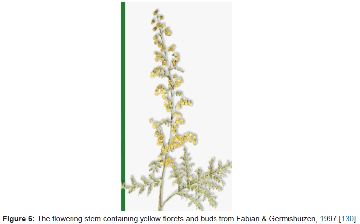 Antioxidant And Antimicrobial Activity Of Artemisia Pallens Plant