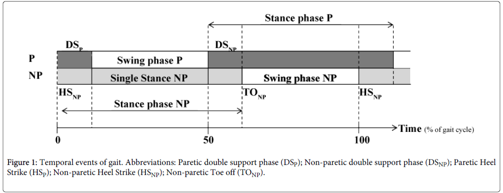 Understanding Spatial And Temporal Gait Asymmetries In