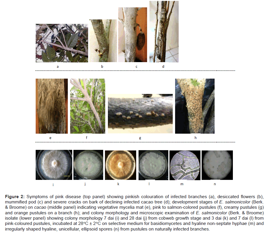 Plant Pathology Microbiology Symptoms Pink Disease