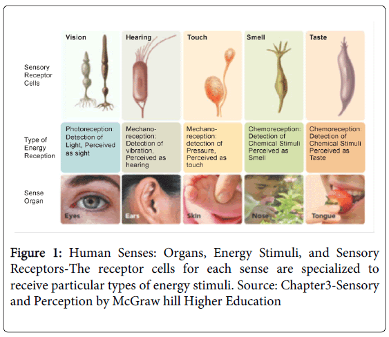 a-study-on-the-influence-of-senses-and-the-effectiveness-of-sensory