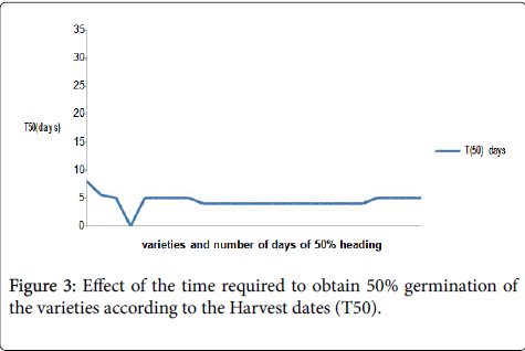 rice-research-Harvest-dates