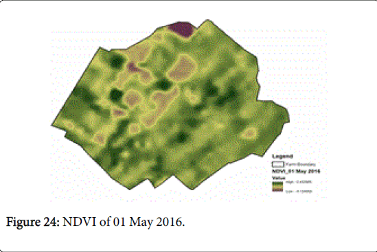 rice-research-NDVI-May