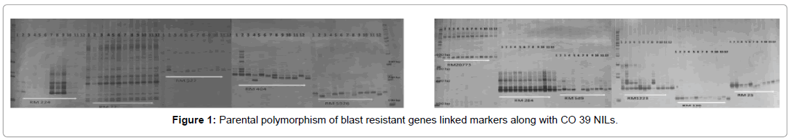 rice-research-Parental-polymorphism