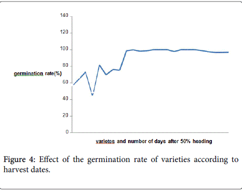 rice-research-germination-rate