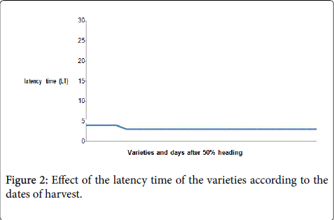 rice-research-latency-time