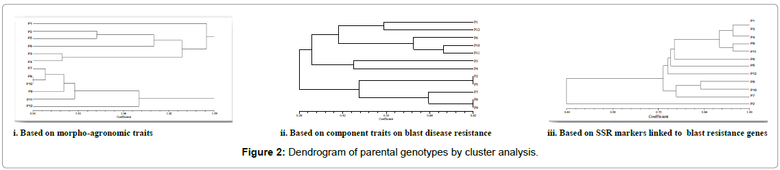 rice-research-parental-genotypes