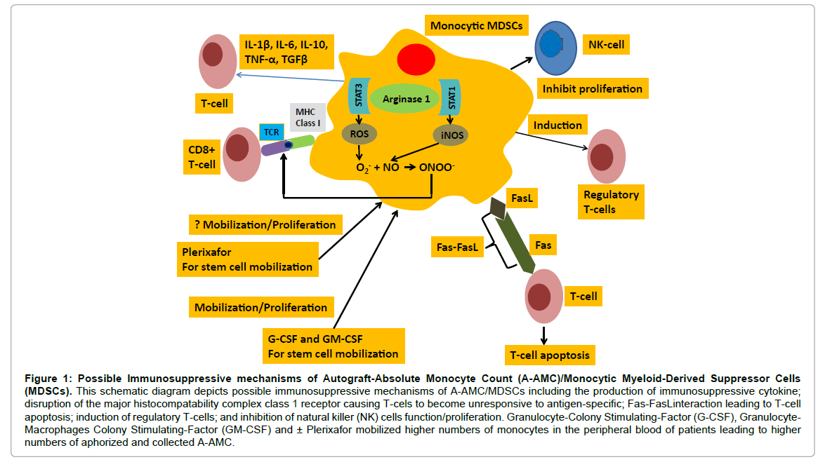 Monocytes Abs Auto