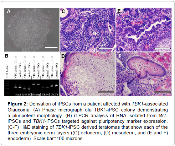 stem-cell-research-therapy-Phase-micrograph