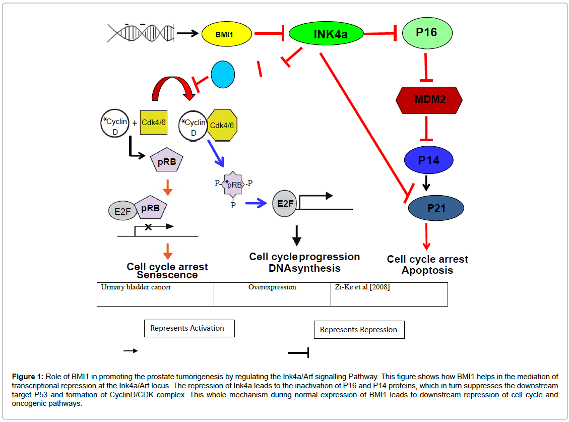 stemcellresearchtherapyprostatetumorigenesis